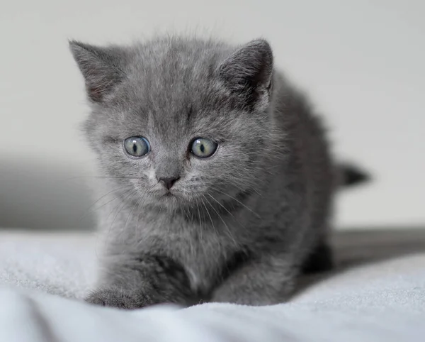 可爱的蓝色英国短发的肖像使蓝眼睛成为猫咪 有选择的重点 — 图库照片