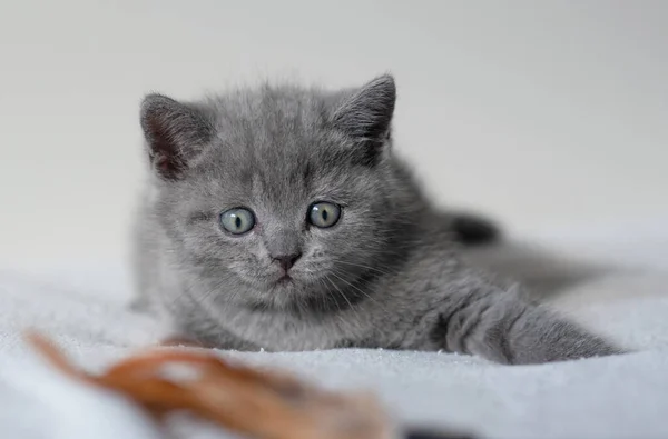 Retrato Lindo Azul Británico Pelo Corto Gatito Ojos Azules Enfoque — Foto de Stock