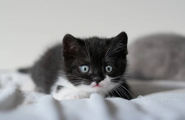 Двухцветный Британский Коротышка Котенок Милые Лапки Черно Белая Кошка — стоковое фото