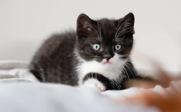 Bicolor Britânico Gatinho Shorthair Patas Bonitos Gato Preto Branco — Fotografia de Stock