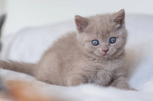 Porträt Des Süßen Lila Britischen Kurzhaarkätzchens Mit Blauen Augen Selektiver — Stockfoto