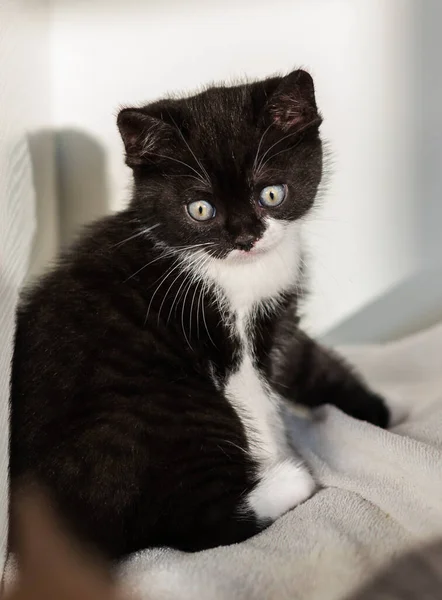 Tweekleurige Britse Steno Kitten Schattige Pootjes Zwart Wit Kat — Stockfoto