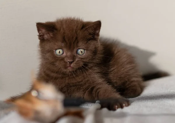 Lindo Chocolate Británico Taquigrafía Gatito Con Ojos Azules Enfoque Selectivo —  Fotos de Stock