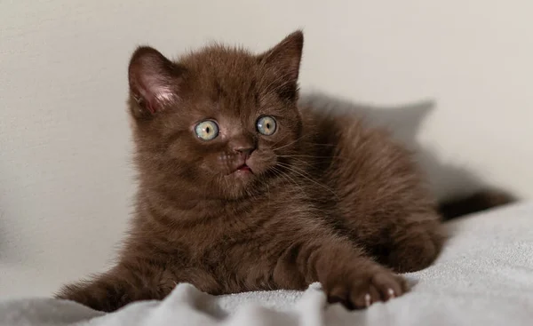 Cute Chocolate British Shorthair Kitten Blue Eyes Selective Focus — Stock Photo, Image