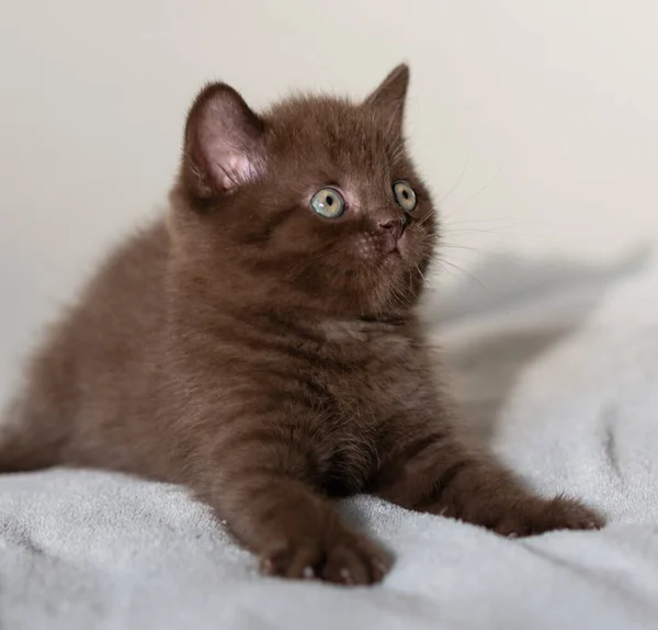 Leuke Chocolade Britse Steno Kitten Met Blauwe Ogen Selectieve Focus — Stockfoto