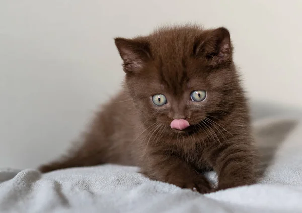 Lindo Chocolate Británico Taquigrafía Gatito Con Ojos Azules Enfoque Selectivo —  Fotos de Stock