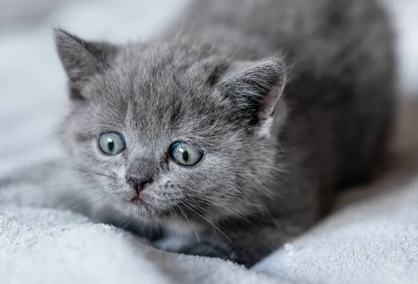 Retrato Lindo Azul Británico Pelo Corto Gatito Ojos Azules Enfoque —  Fotos de Stock