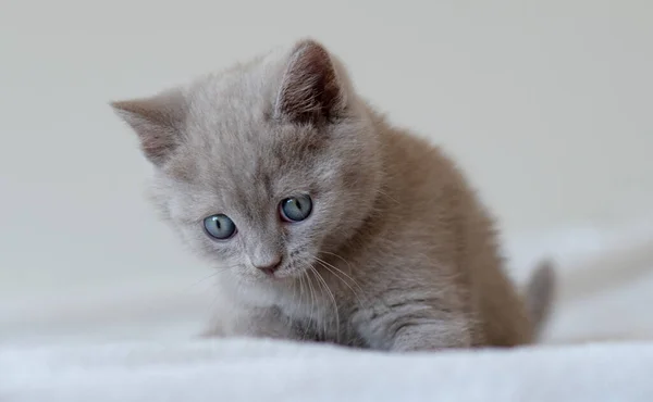可爱的淡紫色英国短发猫咪的画像 蓝眼睛 有选择的重点 — 图库照片