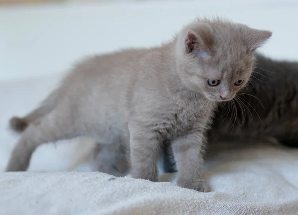 Retrato Bonito Lilás Britânico Gatinho Cabelo Curto Com Olhos Azuis — Fotografia de Stock