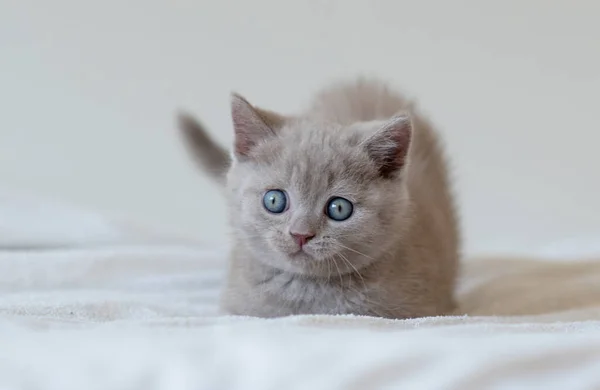 Portrait Mignon Chaton Cheveux Courts Lilas Britannique Aux Yeux Bleus — Photo