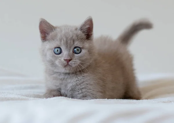 Portret Van Schattige Lila Brits Kort Haar Kitten Met Blauwe — Stockfoto