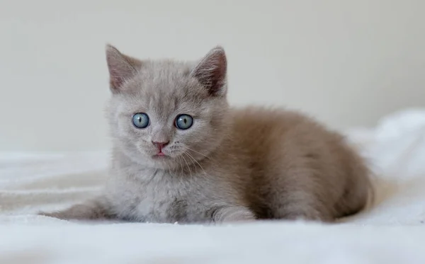 可爱的淡紫色英国短发猫咪的画像 蓝眼睛 有选择的重点 — 图库照片