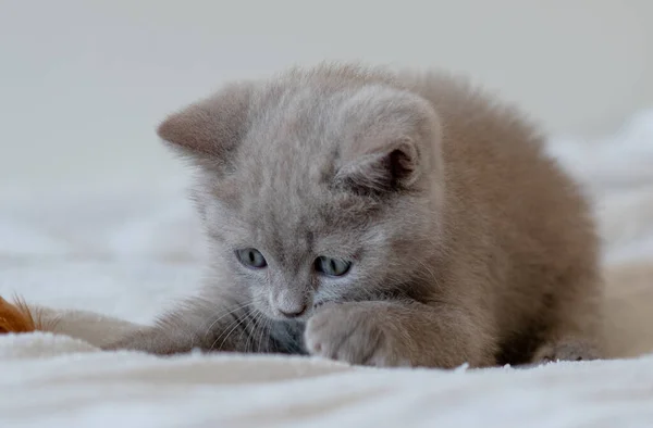 Retrato Bonito Lilás Britânico Gatinho Cabelo Curto Com Olhos Azuis — Fotografia de Stock