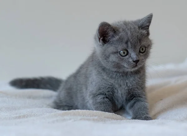 Şirin mavi İngiliz kısa saçlı kedi yavrusunun portresi. Seçici odak.