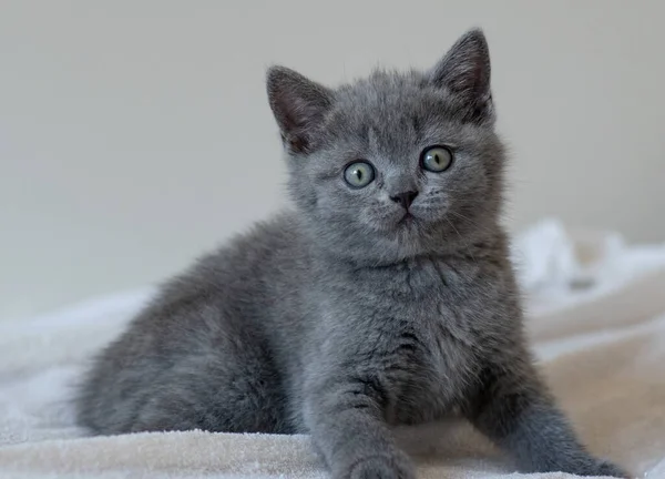 Retrato Lindo Azul Británico Pelo Corto Gatito Ojos Azules Enfoque — Foto de Stock