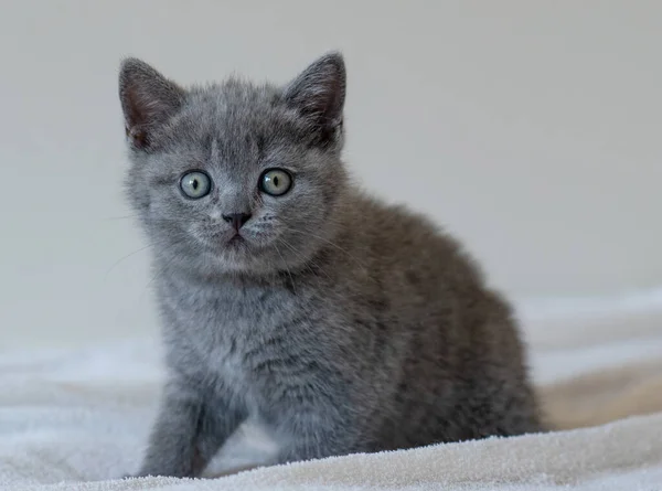 Portrait Mignon Bleu Britannique Cheveux Courts Chaton Yeux Bleus Concentration — Photo