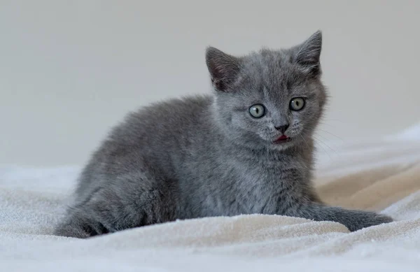 Portret Van Schattige Blauwe Britse Korte Haar Kitten Blauwe Ogen — Stockfoto