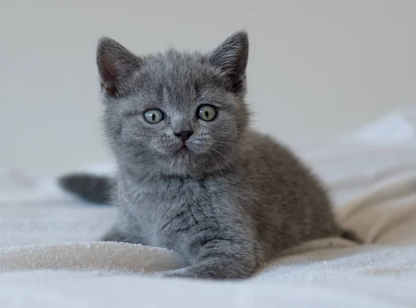 Retrato Lindo Azul Británico Pelo Corto Gatito Ojos Azules Enfoque — Foto de Stock