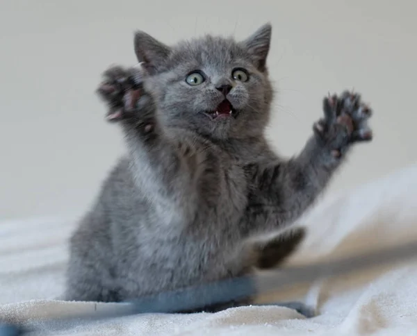 かわいい青英国の短い髪の子猫の青い目の肖像画 選択的焦点 — ストック写真