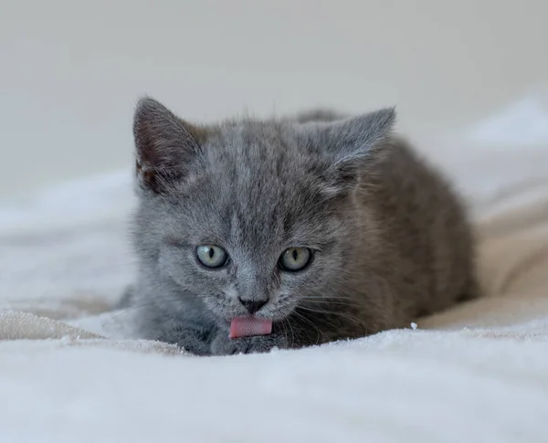 Retrato Bonito Azul Britânico Cabelo Curto Gatinho Olhos Azuis Foco — Fotografia de Stock