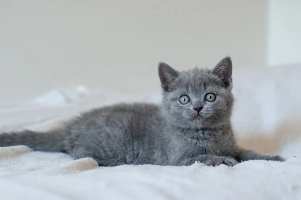 Portrait of cute blue british short hair kitten blue eyes. Selective  focus.