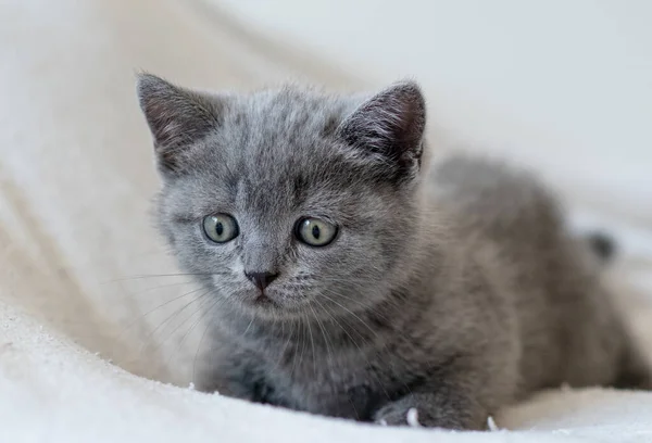 可爱的蓝色英国短发的肖像使蓝眼睛成为猫咪 有选择的重点 — 图库照片