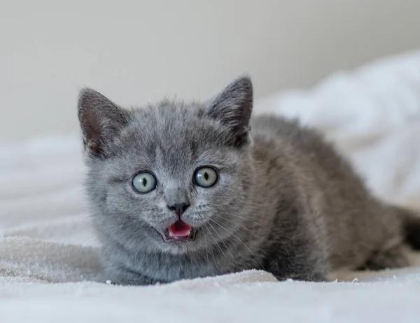 귀여운 파란색짧은 고양이의 특징은 눈이다 선택적 — 스톡 사진