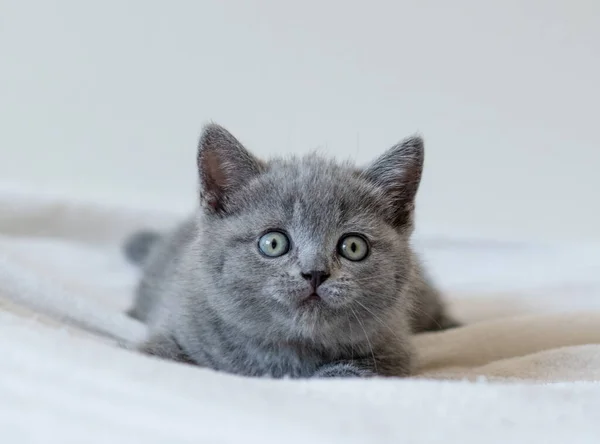 Retrato Lindo Azul Británico Pelo Corto Gatito Ojos Azules Enfoque — Foto de Stock