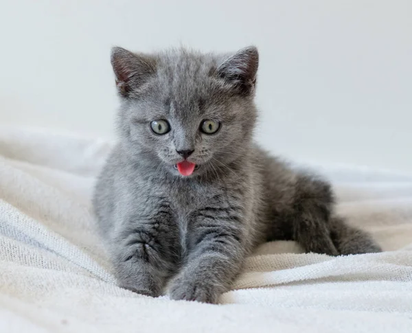 Portrait Cute Blue British Short Hair Kitten Blue Eyes Selective — Stock Photo, Image