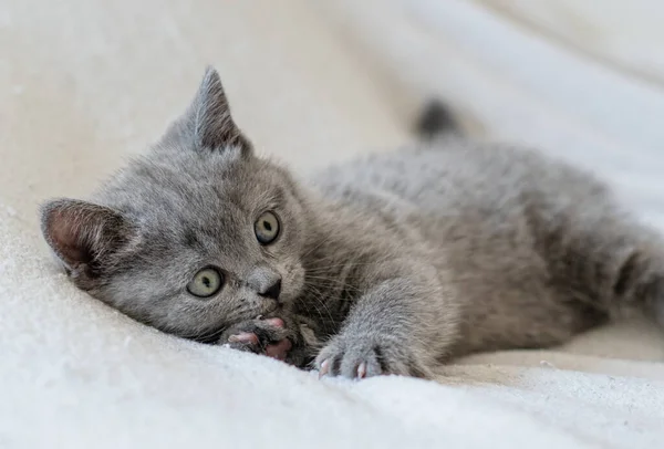 Şirin Mavi Ngiliz Kısa Saçlı Kedi Yavrusunun Portresi Seçici Odak — Stok fotoğraf