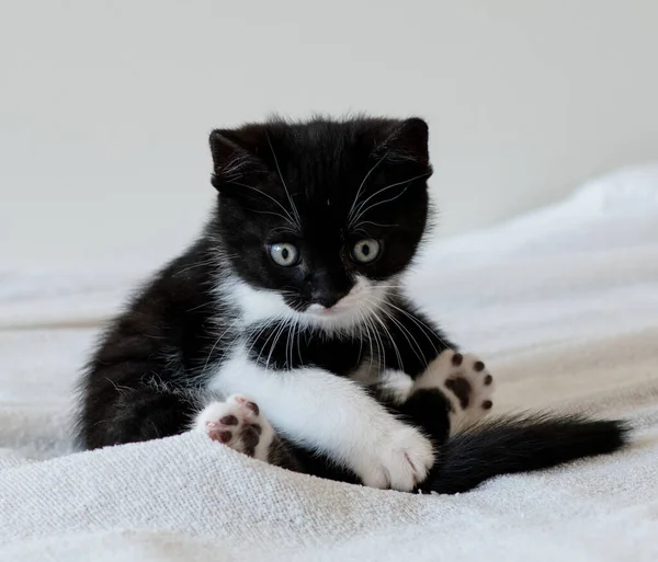 Двоколірне Короткохвосте Кошеня Милі Лапи Чорно Білий Кіт — стокове фото