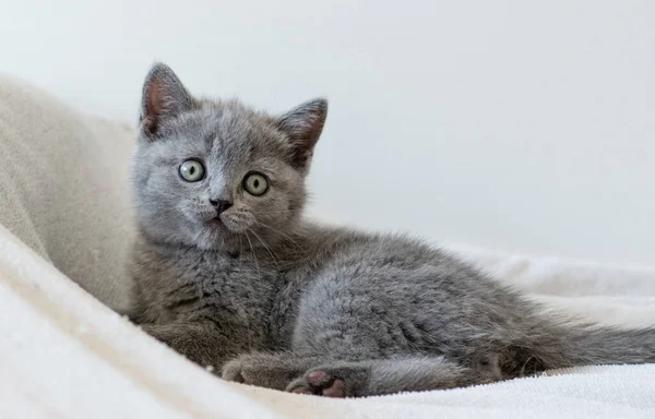 Retrato Lindo Azul Británico Pelo Corto Gatito Ojos Azules Enfoque — Foto de Stock