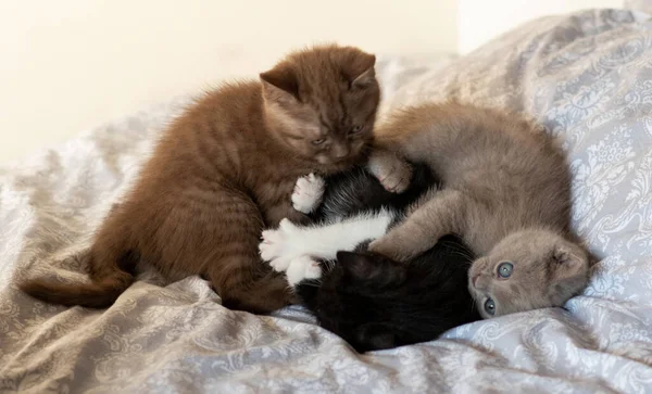 Bonito Engraçado Britânico Cabelo Curto Gatinhos Jogar Toghether — Fotografia de Stock