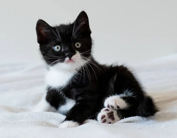 Bicolor Britânico Gatinho Shorthair Patas Bonitos Gato Preto Branco — Fotografia de Stock