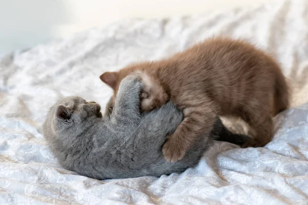 Cute Funny British Short Hair Kittens Play Toghether — Stock Photo, Image