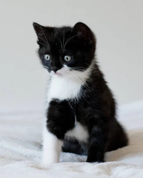 Renkli Ngiliz Kısa Bacaklı Kedi Yavrusu Şirin Pençeler Siyah Beyaz — Stok fotoğraf