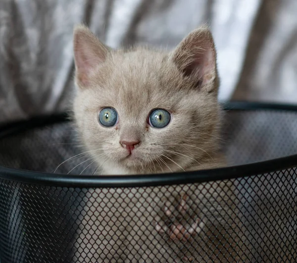 Retrato Bonito Lilás Britânico Gatinho Cabelo Curto Com Olhos Azuis — Fotografia de Stock
