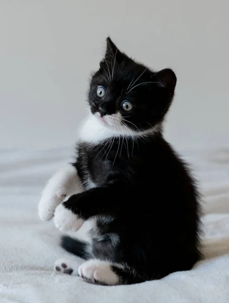 Zweifarbiges Britisches Kurzhaarkätzchen Niedliche Pfoten Schwarze Und Weiße Katze — Stockfoto