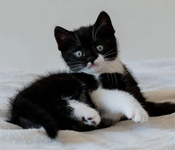 Bicolor Britânico Gatinho Shorthair Patas Bonitos Gato Preto Branco — Fotografia de Stock