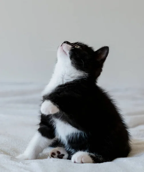 Bicolor Britânico Gatinho Shorthair Patas Bonitos Gato Preto Branco — Fotografia de Stock