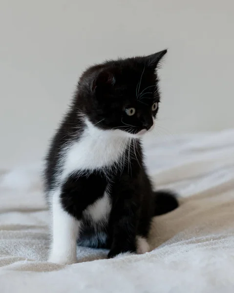 Bicolor Brit Gyorsírás Cica Aranyos Mancsok Fekete Fehér Macska — Stock Fotó