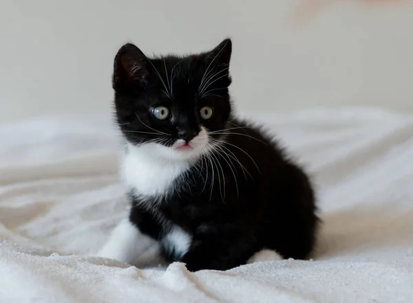 Dwukolorowy Brytyjski Krótkowłosa Kotek Słodkie Łapy Czarny Biały Kot — Zdjęcie stockowe