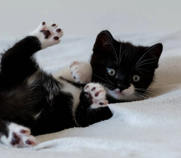 Dvojbarevné Britské Krátkosrsté Kotě Roztomilé Tlapky Černá Bílá Kočka — Stock fotografie