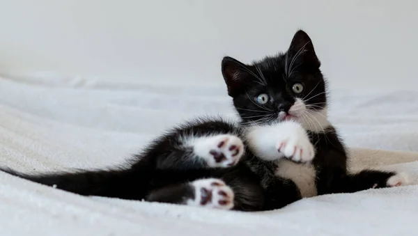 Bicolor Britânico Gatinho Shorthair Patas Bonitos Gato Preto Branco — Fotografia de Stock