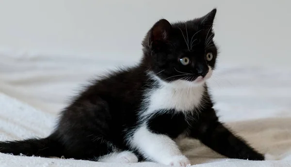 Двухцветный Британский Коротышка Котенок Милые Лапки Черно Белая Кошка — стоковое фото