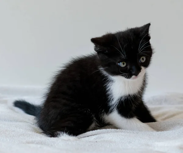 Renkli Ngiliz Kısa Bacaklı Kedi Yavrusu Şirin Pençeler Siyah Beyaz — Stok fotoğraf