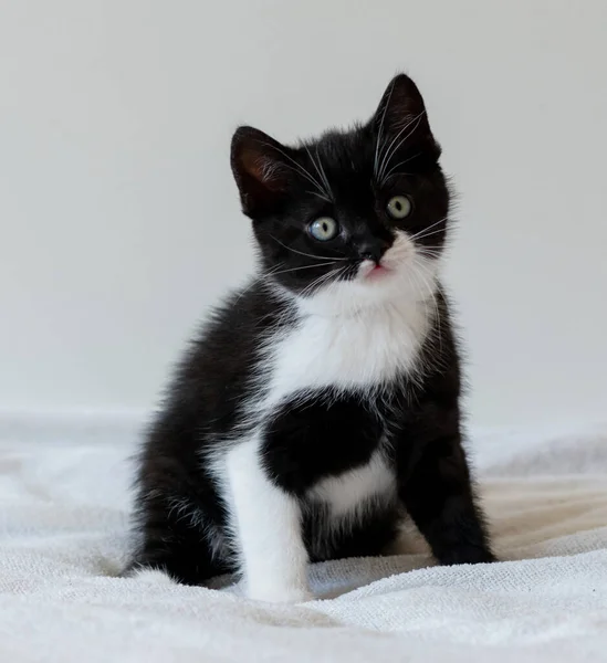 Bicolor Británico Taquigrafía Gatito Lindo Patas Gato Blanco Negro — Foto de Stock