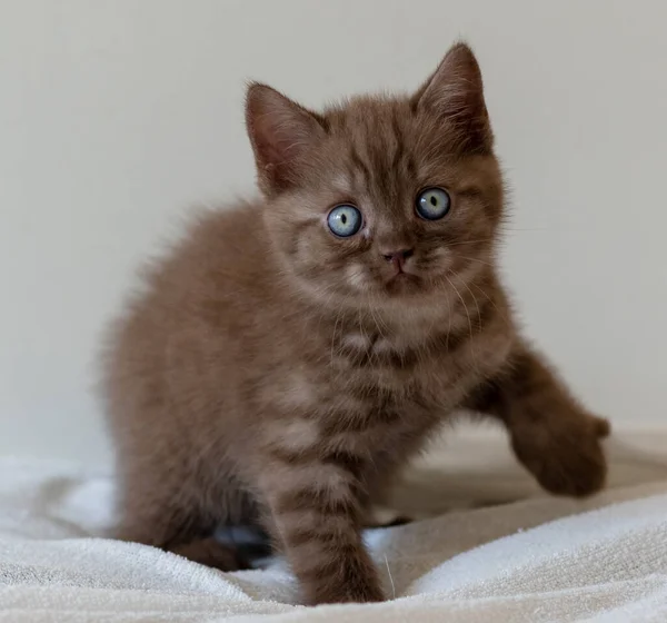可爱的巧克力 英国小猫咪 蓝眼睛 有选择的重点 — 图库照片
