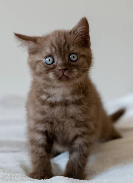Şirin Çikolata Rengi Mavi Gözlü Steyşın Kedi Yavrusu Seçici Odak — Stok fotoğraf