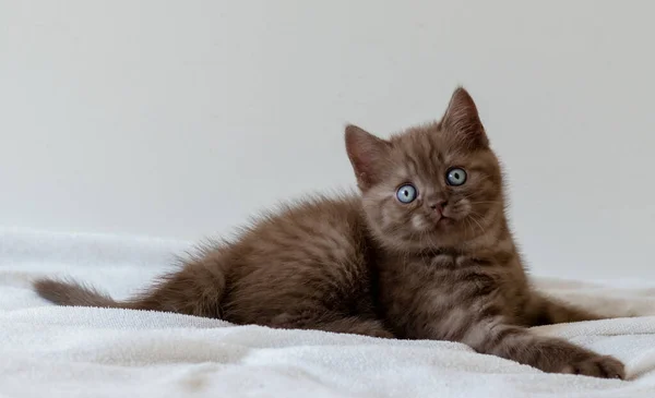 Gatinho Curto Britânico Chocolate Bonito Com Olhos Azuis Foco Seletivo — Fotografia de Stock